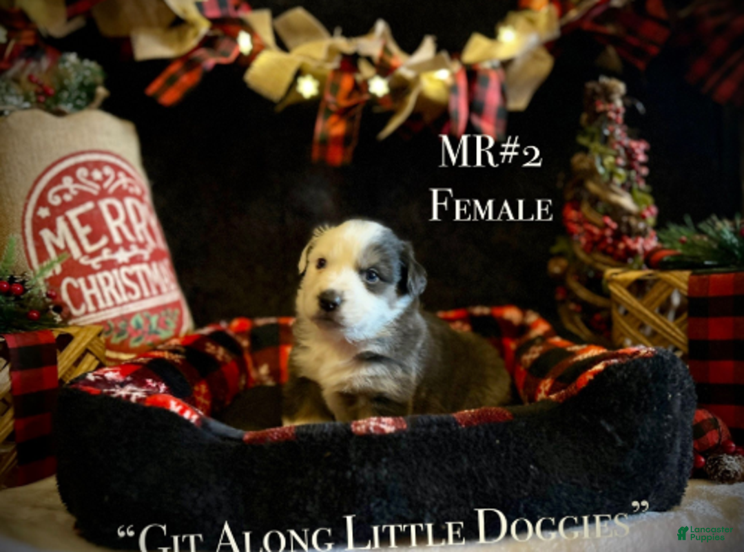 Australian Shepherd dogs for sale: MR#2 - Ad 1