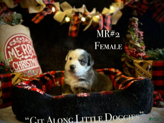 Australian Shepherd dogs MR#2 - Ad 13