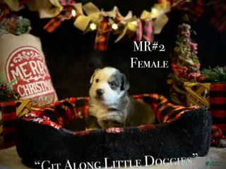 Australian Shepherd dogs MR#2 - Ad 41