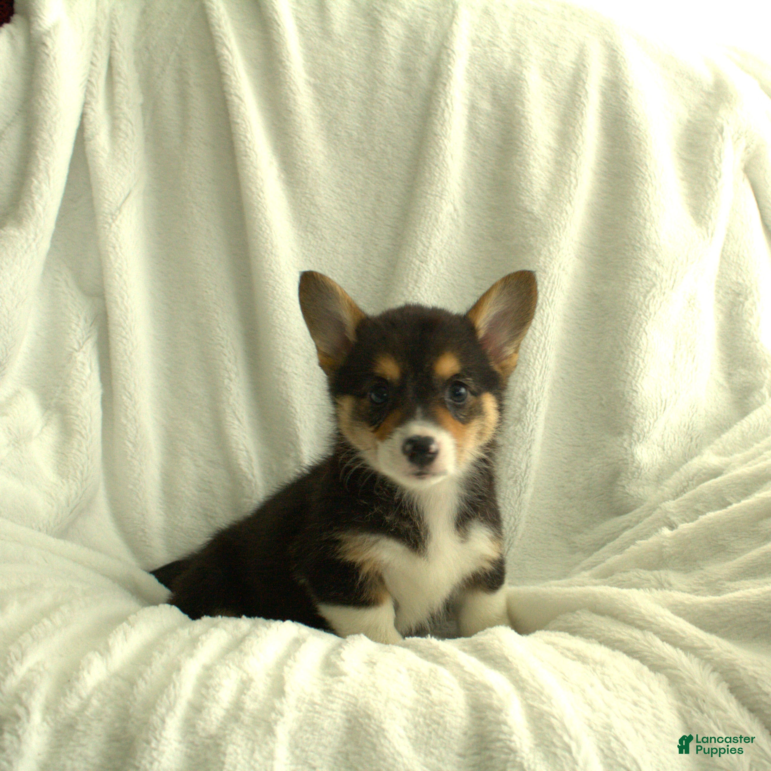 Welsh Corgi Pembroke dogs Dixie - Ad 1