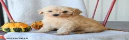 Cockapoo dogs for sale: Daisy - Ad 3