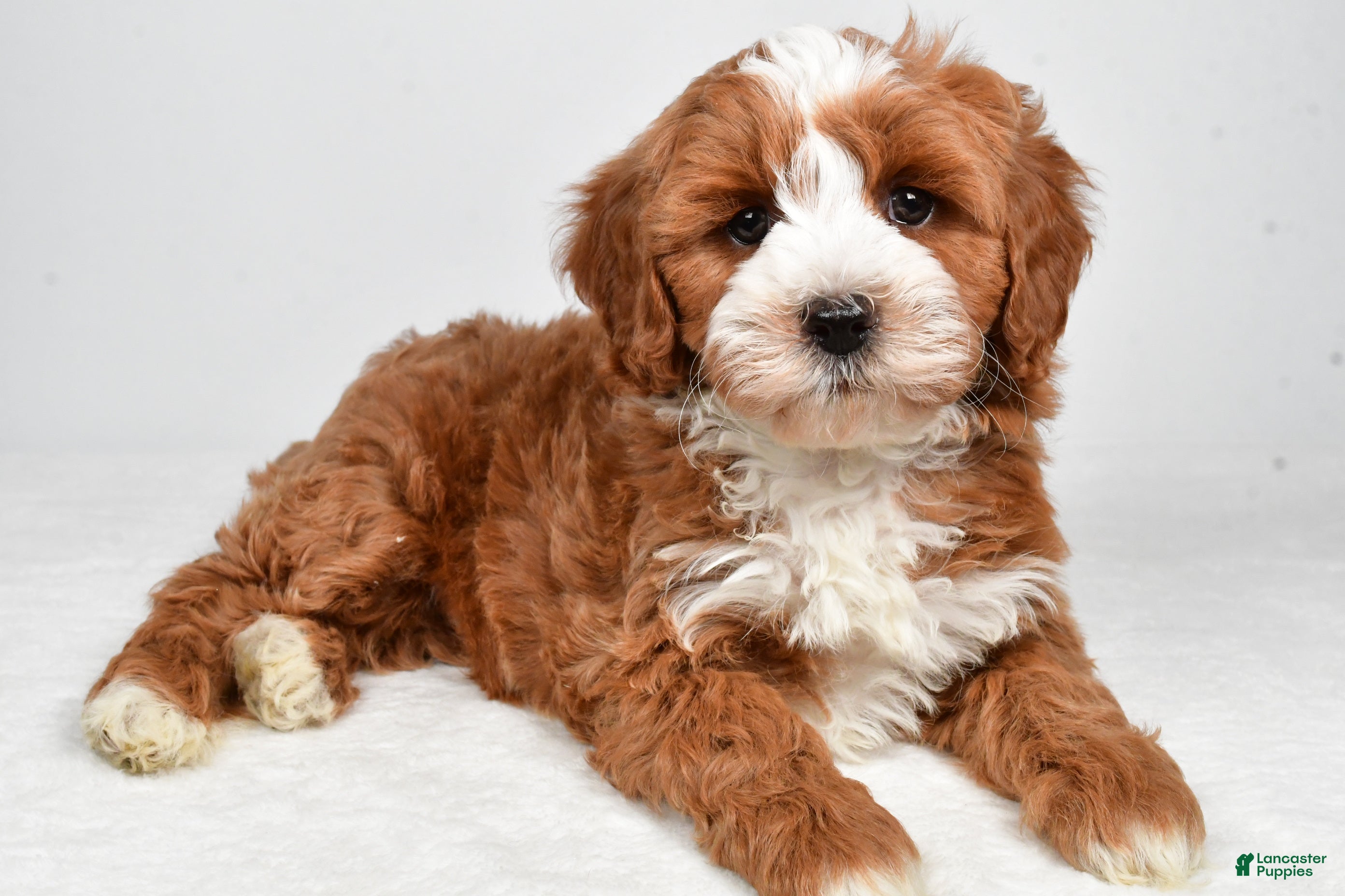 Cavapoo dogs Hank - Ad 1