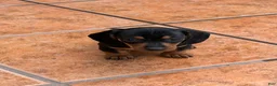 Miniature Dachshund dogs for sale: Miniature Dachshund Puppy 5 - Ad 1