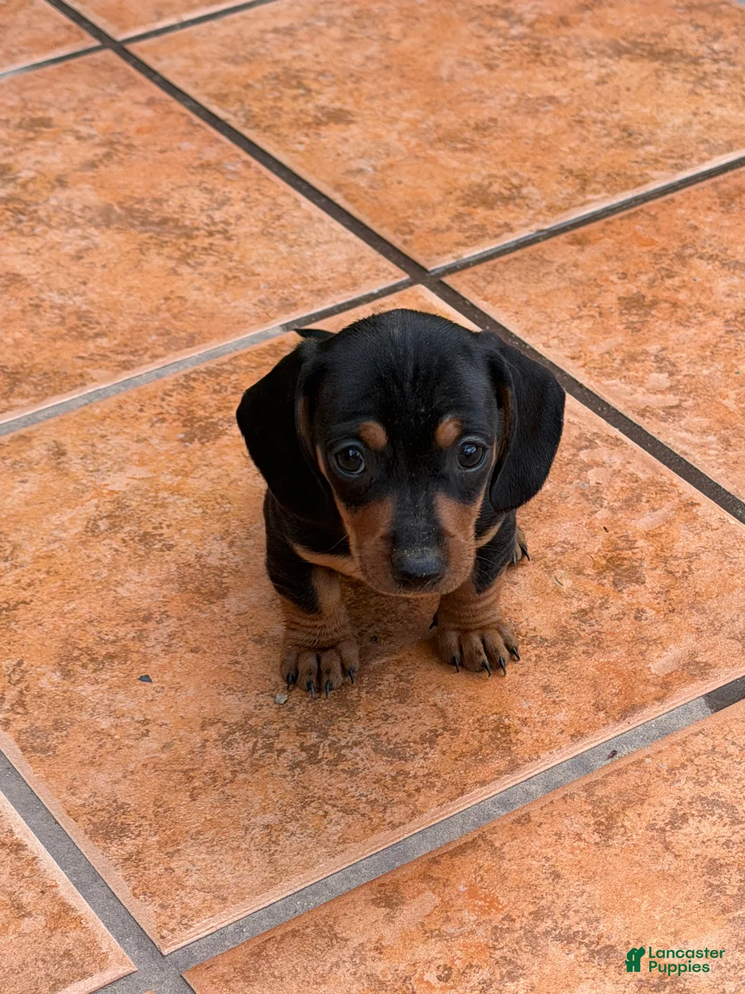 Miniature Dachshund dogs for sale: Miniature Dachshund Puppy 5 - Ad 1
