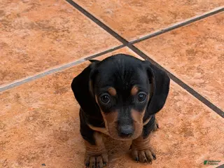 Miniature Dachshund dogs Miniature Dachshund Puppy 5 - Ad 6