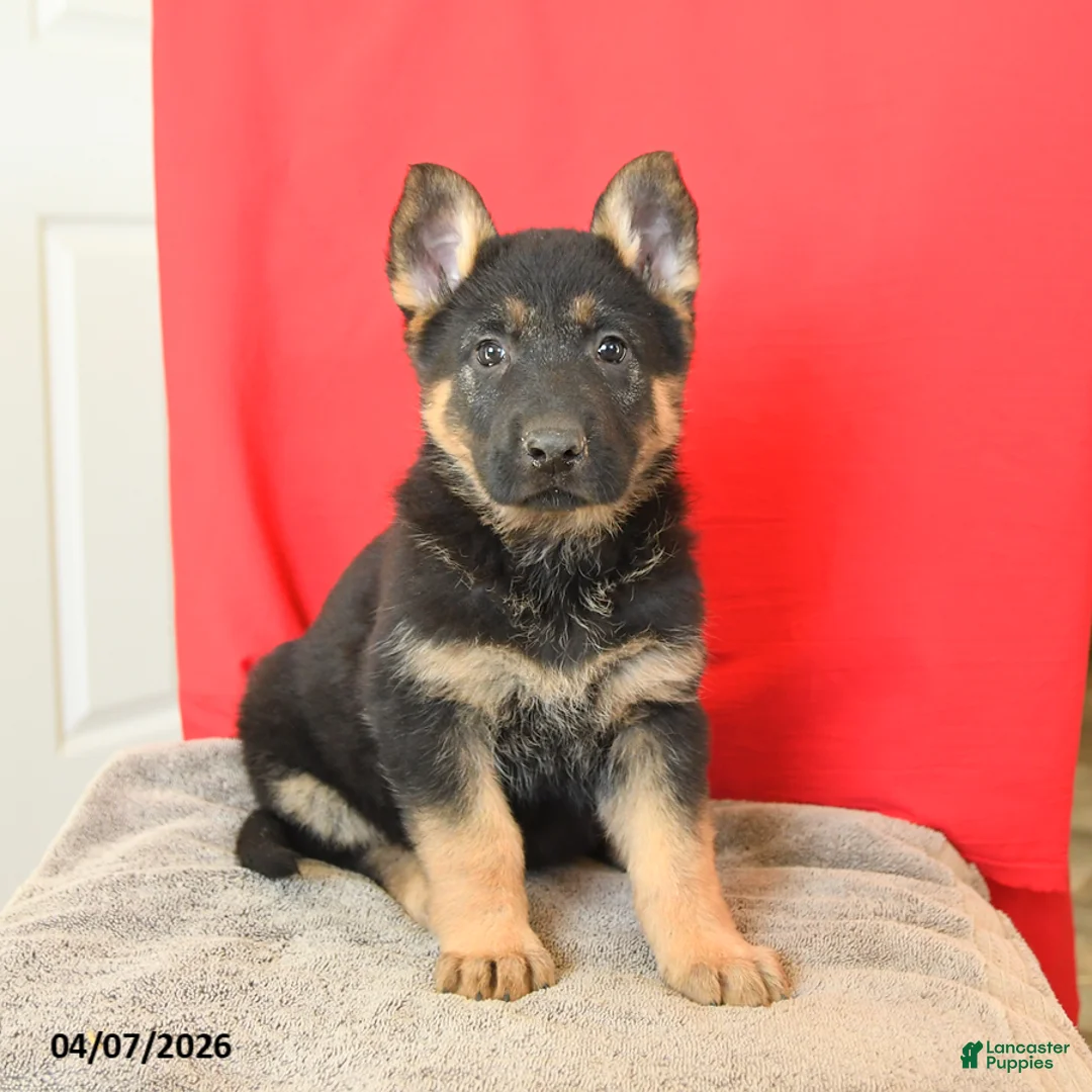 German Shepherd dogs for sale: Molly - Ad 2
