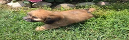 Shihpoo dogs for sale: Willow - Ad 5