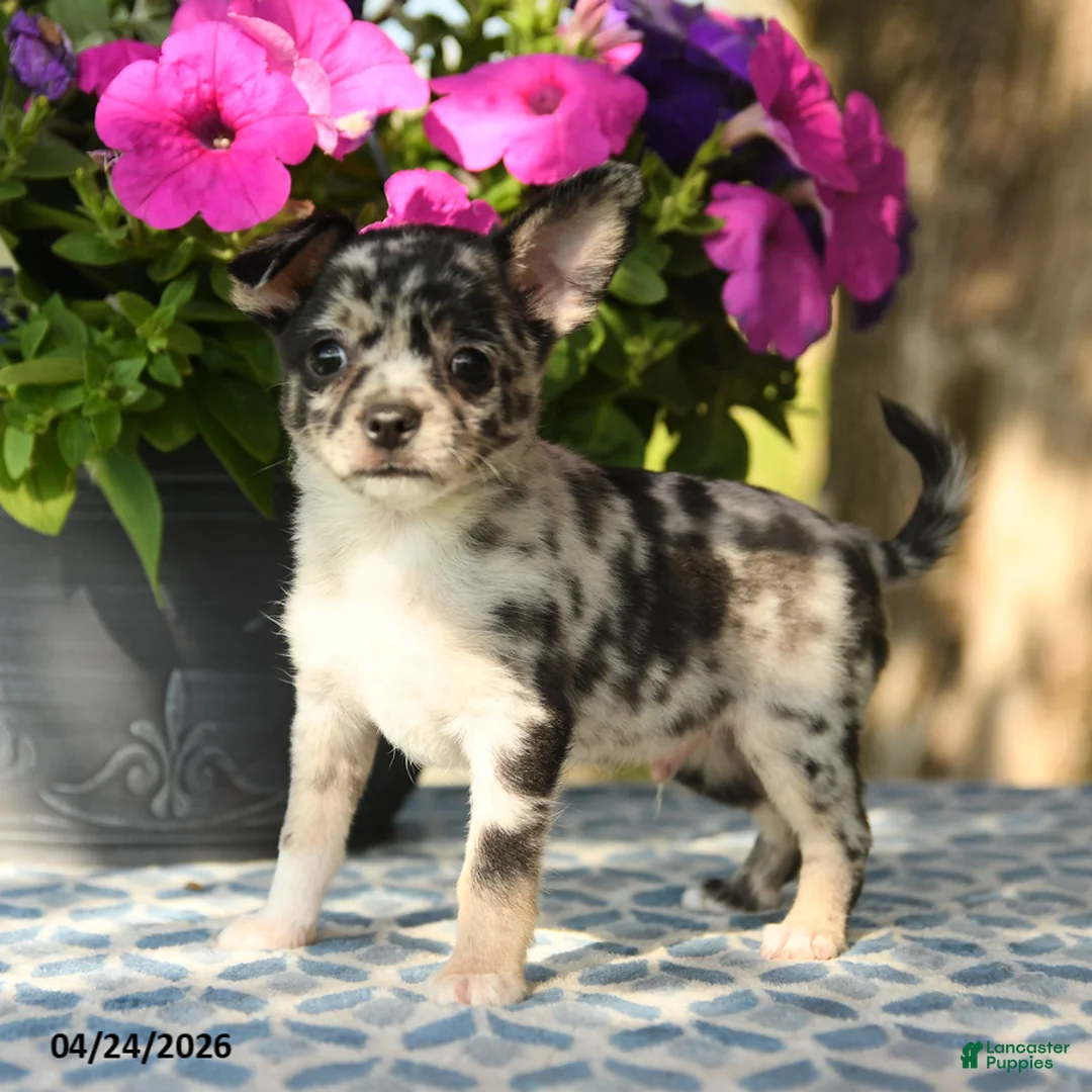 Chihuahua dogs for sale: Pebbles - Ad 10