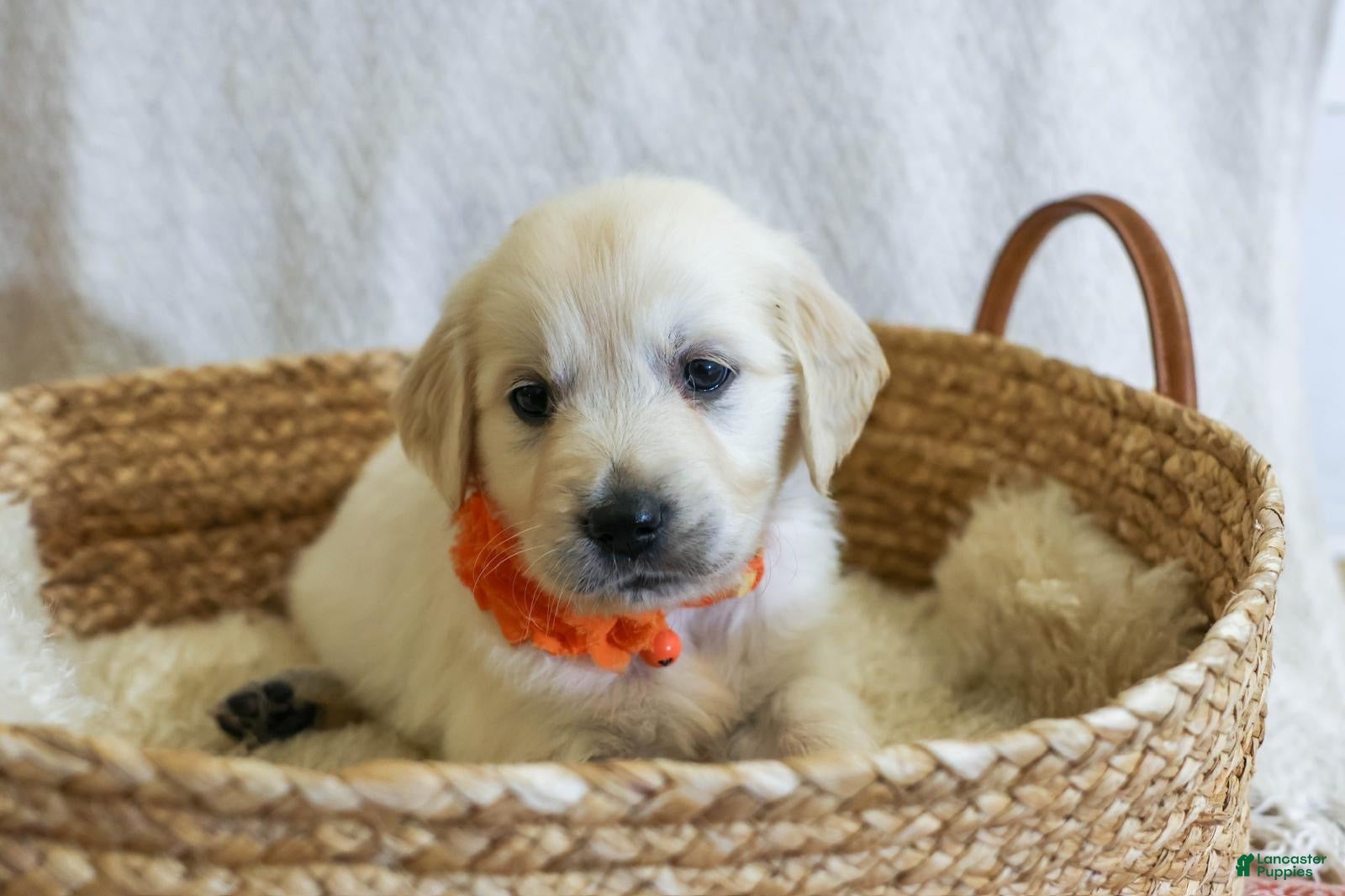 Golden Retriever dogs Ginger - Ad 21