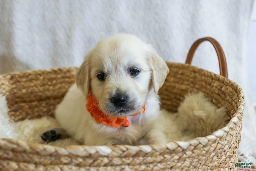 Golden Retriever dogs for sale: Ginger - Ad 1