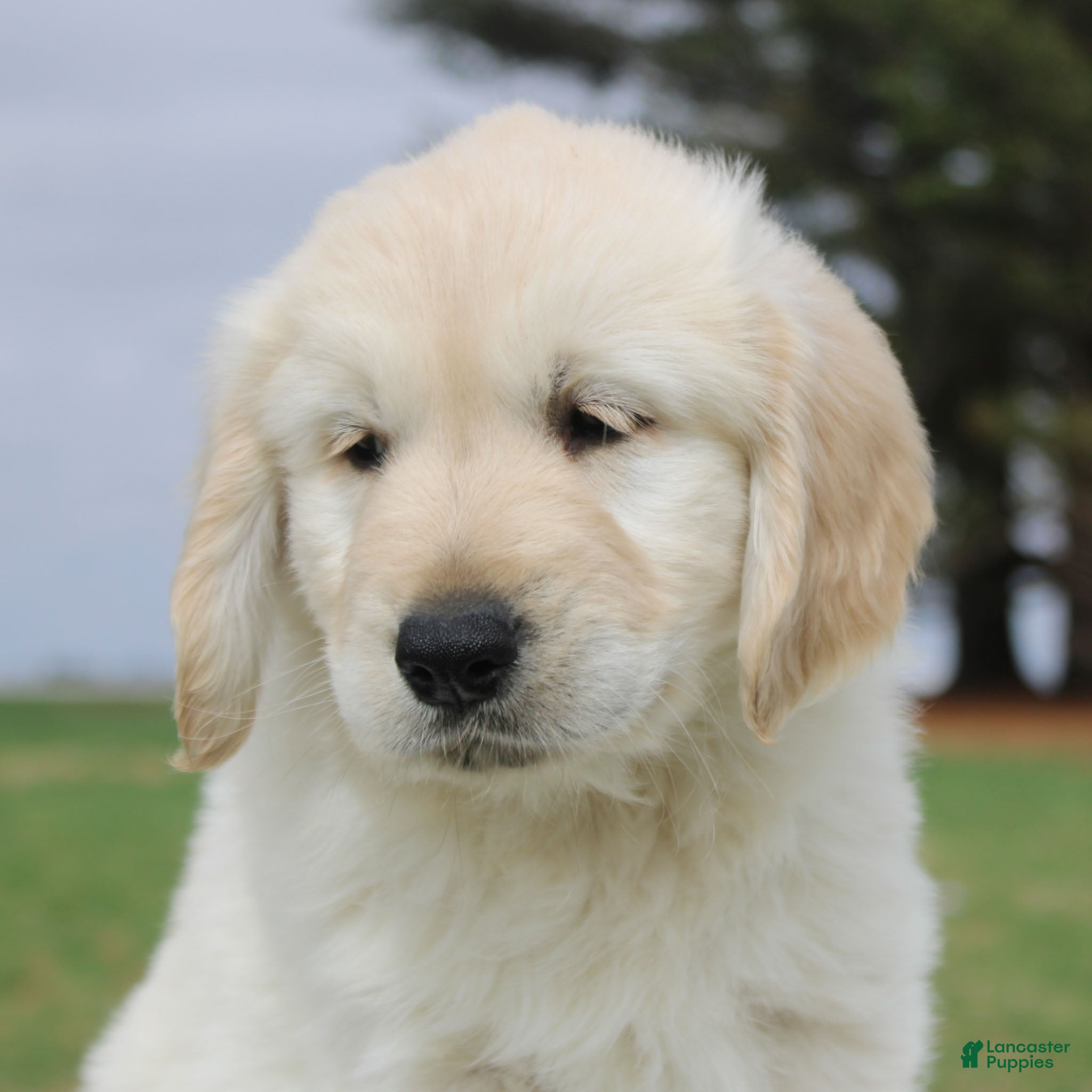 Golden Retriever dogs Mike the TRAINED Golden Retriever Puppy  - Ad 2