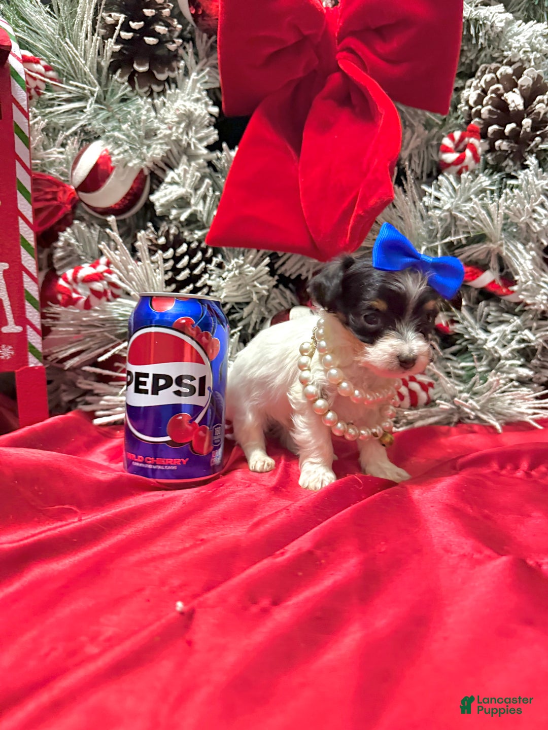 Yorkshire Terrier dogs for sale: Alfredo - Ad 23