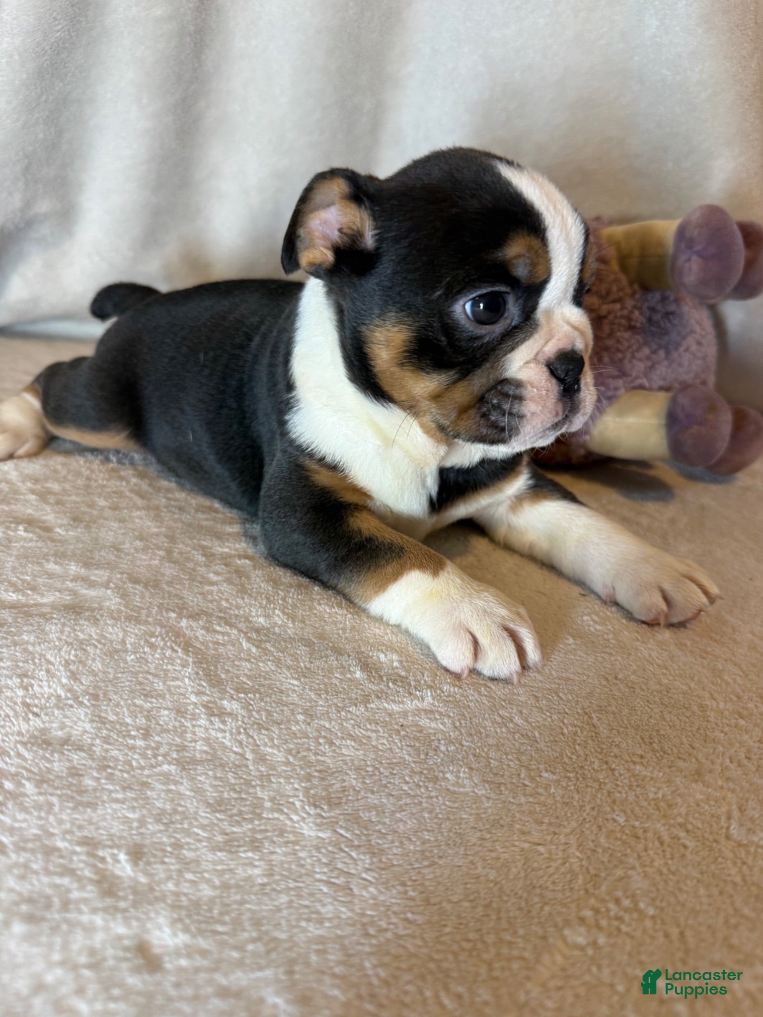 English Bulldog dogs Ying yang  - Ad 1