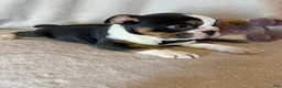 English Bulldog dogs for sale: Ying yang  - Ad 1