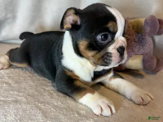 English Bulldog dogs for sale: Ying yang - Ad 3
