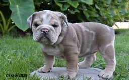 Mixed Breed dogs for sale: Maxie - Image 8