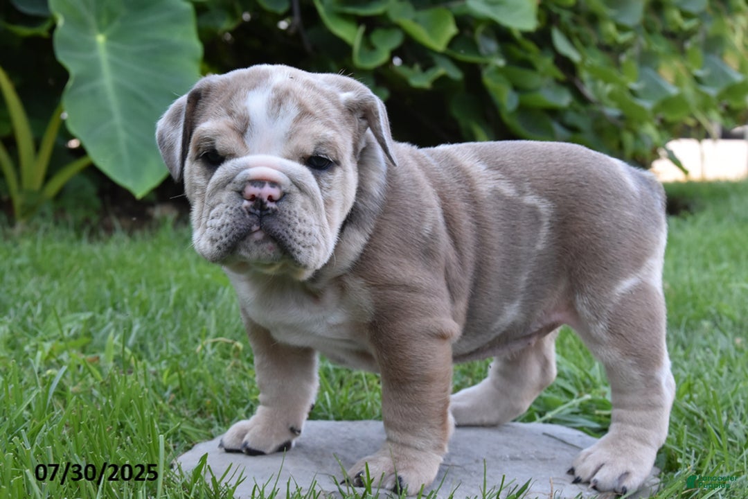 Mixed Breed dogs for sale: Maxie - Ad 8