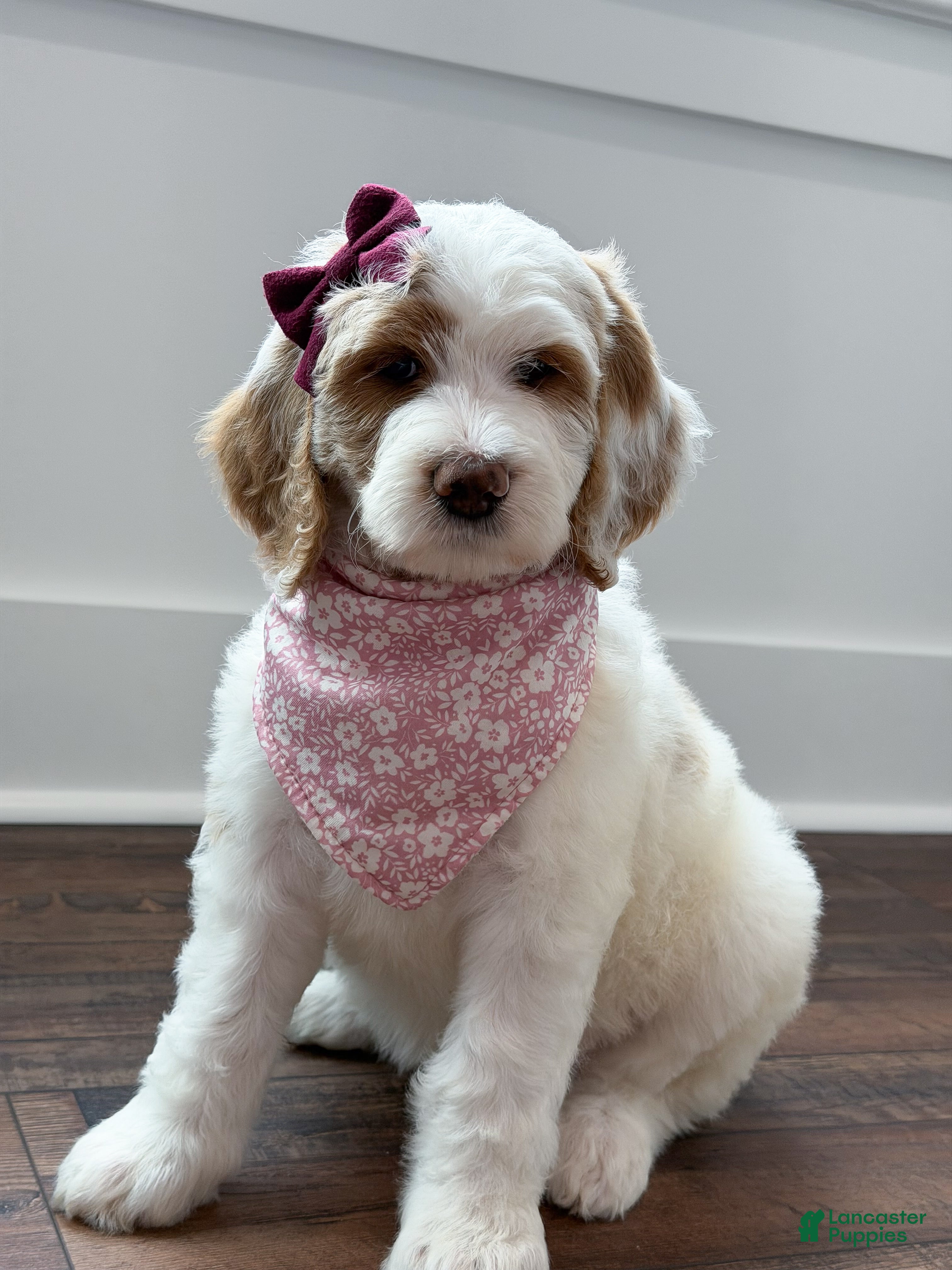 Goldendoodle dogs Amelia  - Ad 1