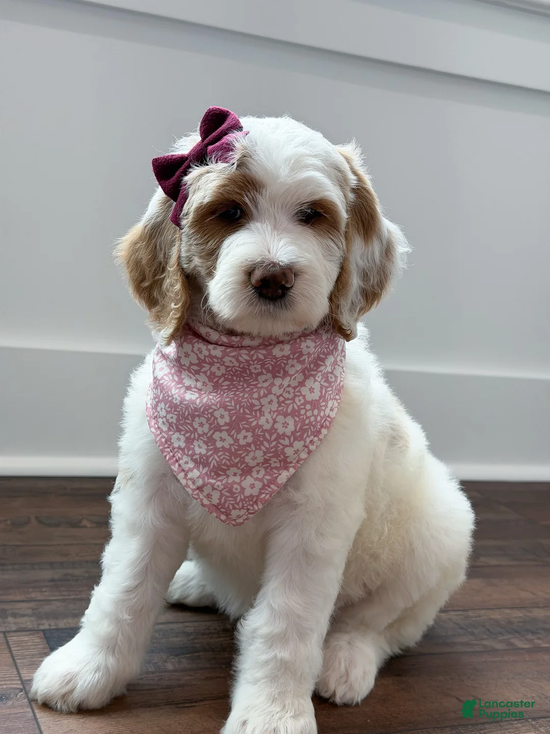 Goldendoodle dogs for sale: Amelia  - Ad 2