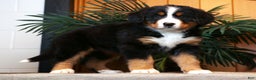 Bernese Mountain Dog dogs for sale: Julie - Ad 8