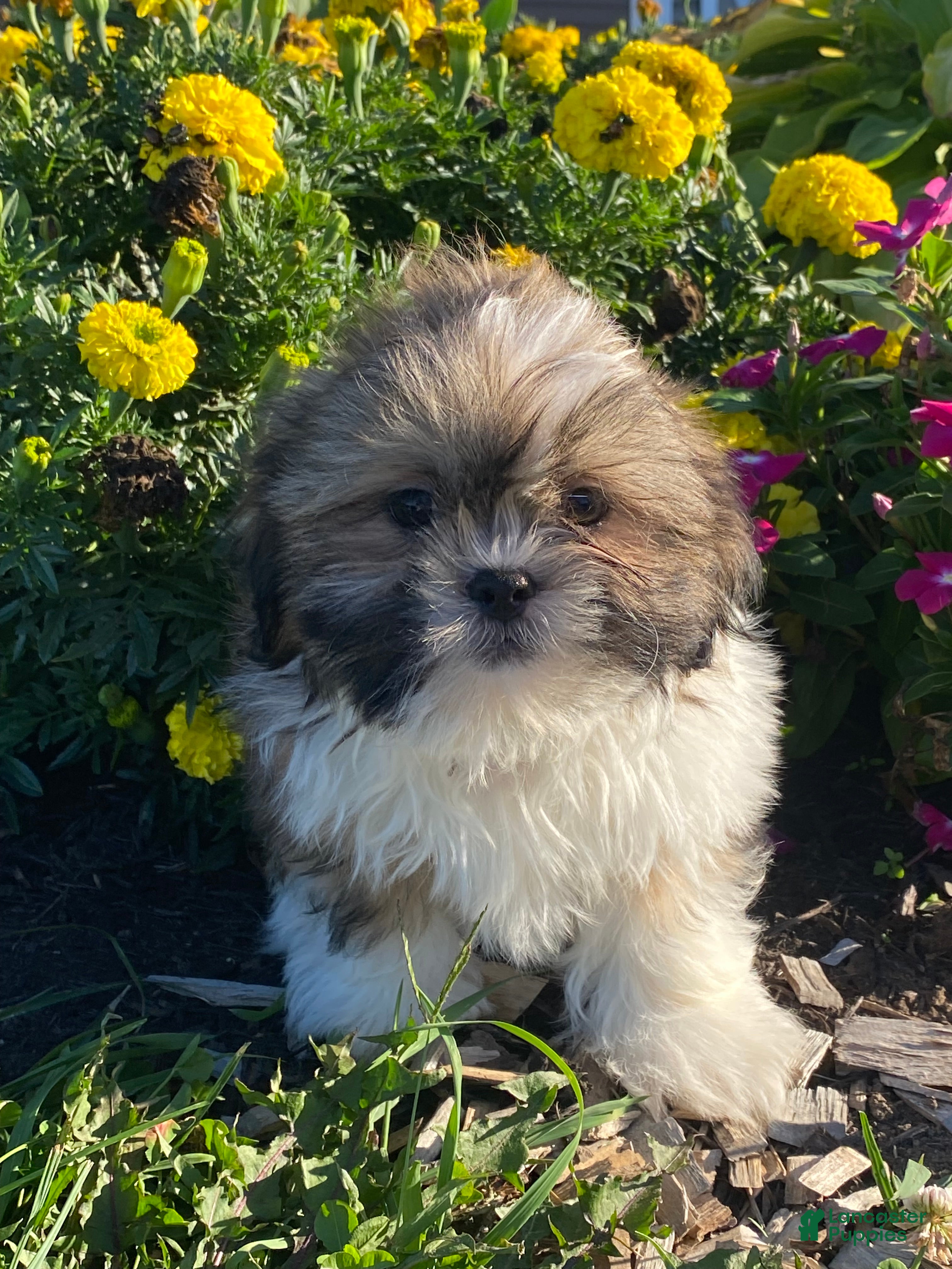 Shih Tzu dogs Stu - Ad 20