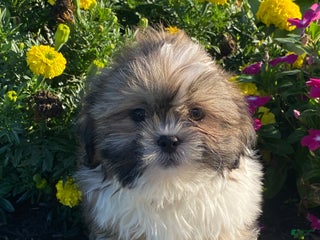 Shih Tzu dogs Stu - Ad 4