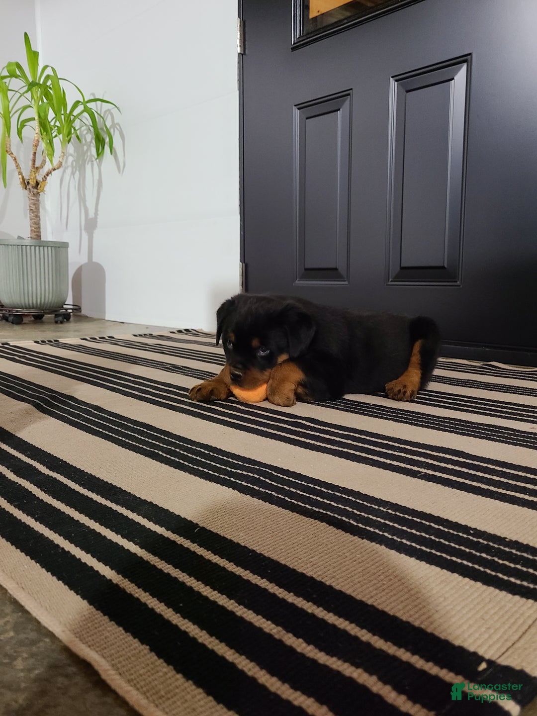 Rottweiler dogs for sale: Warrior  - Ad 6