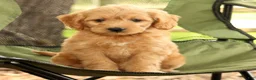 Mini Goldendoodle dogs for sale: Maizey - Ad 7