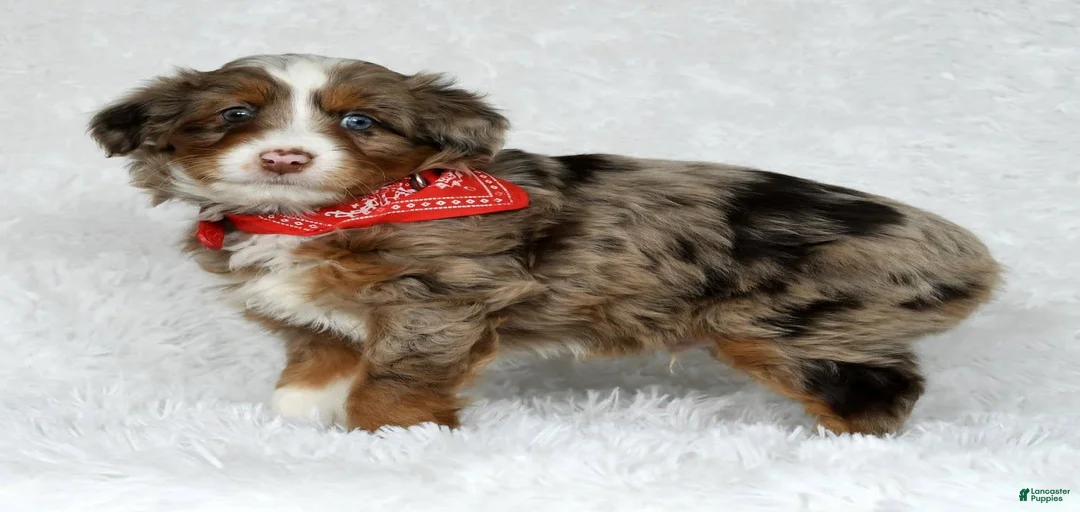 Gallery Image {{count}}