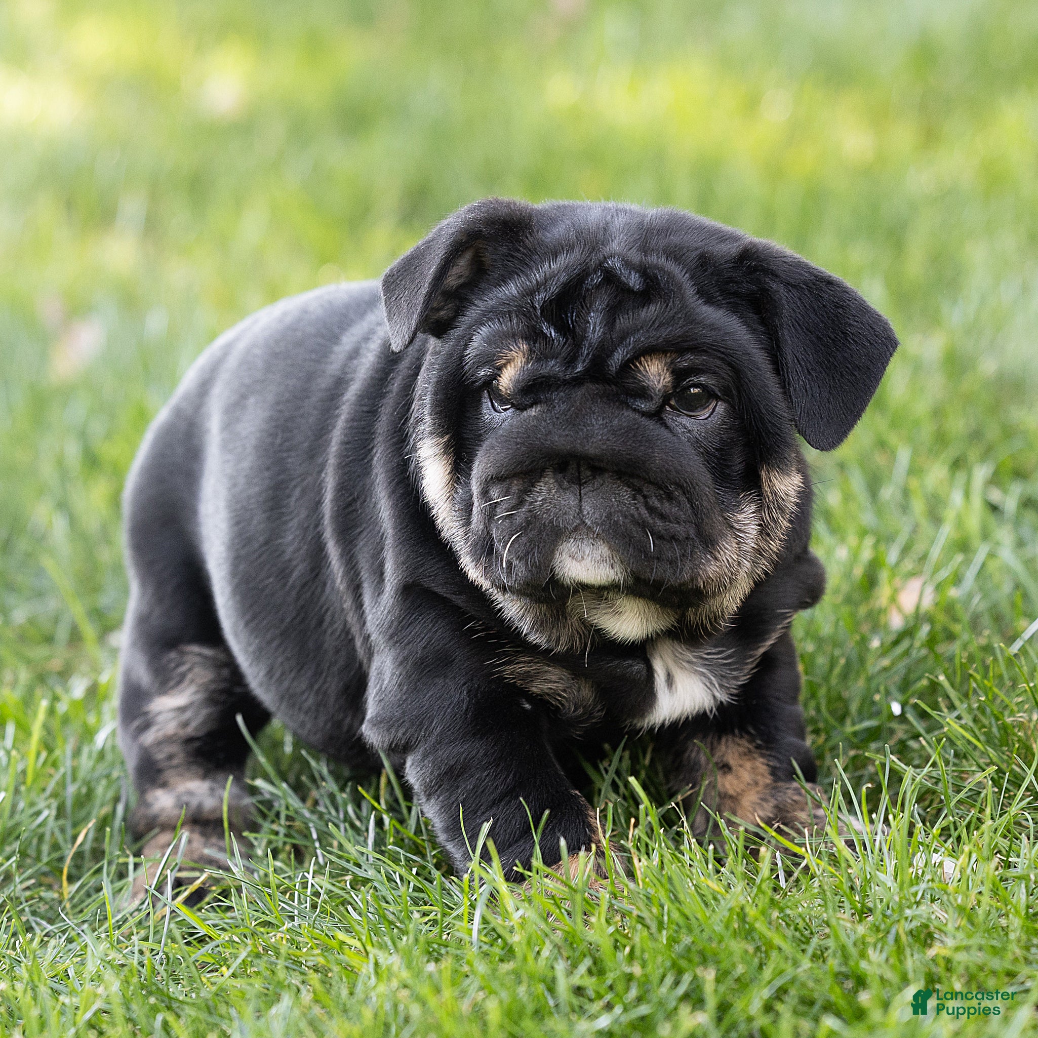 English Bulldog dogs for sale: Sabrina Jane English Bulldog  - Ad 2