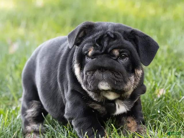 English Bulldog dogs for sale: Sabrina Jane English Bulldog - Ad 2