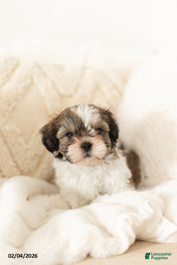 Teddy Bear dogs Ryan - Ad 2