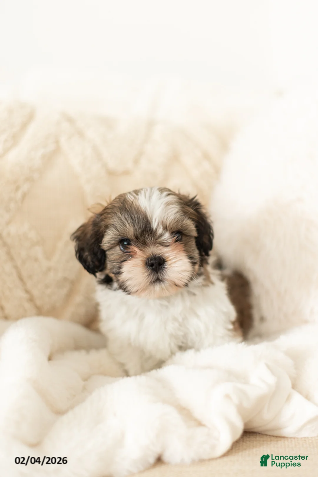 Teddy Bear dogs for sale: Ryan - Ad 2