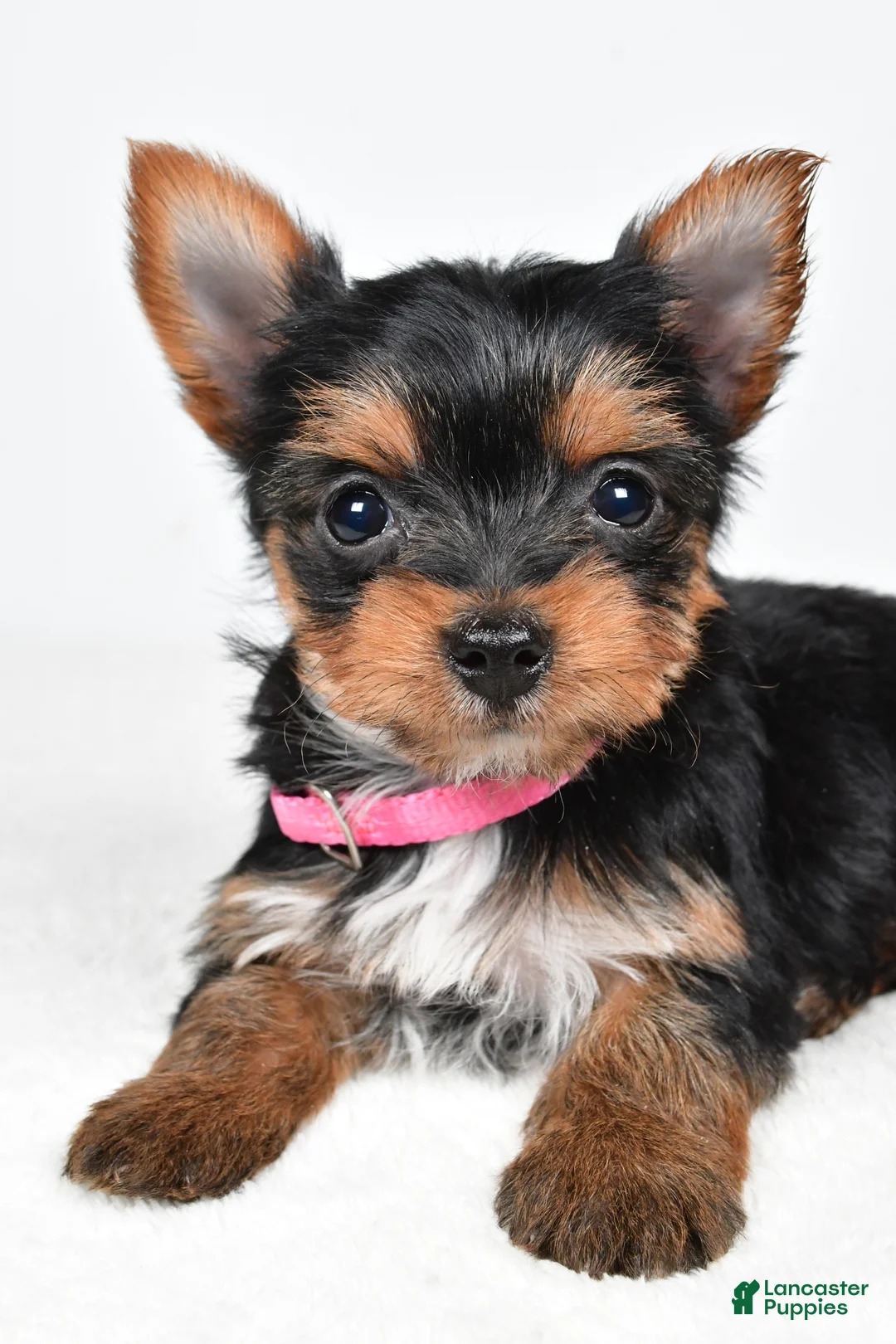 Yorkshire Terrier dogs for sale: Macey - Ad 5