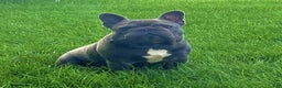 French Bulldog dogs for sale: King - Ad 5