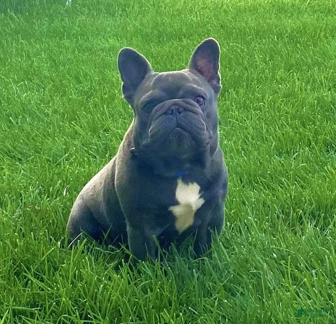 French Bulldog dogs for sale: King - Ad 5