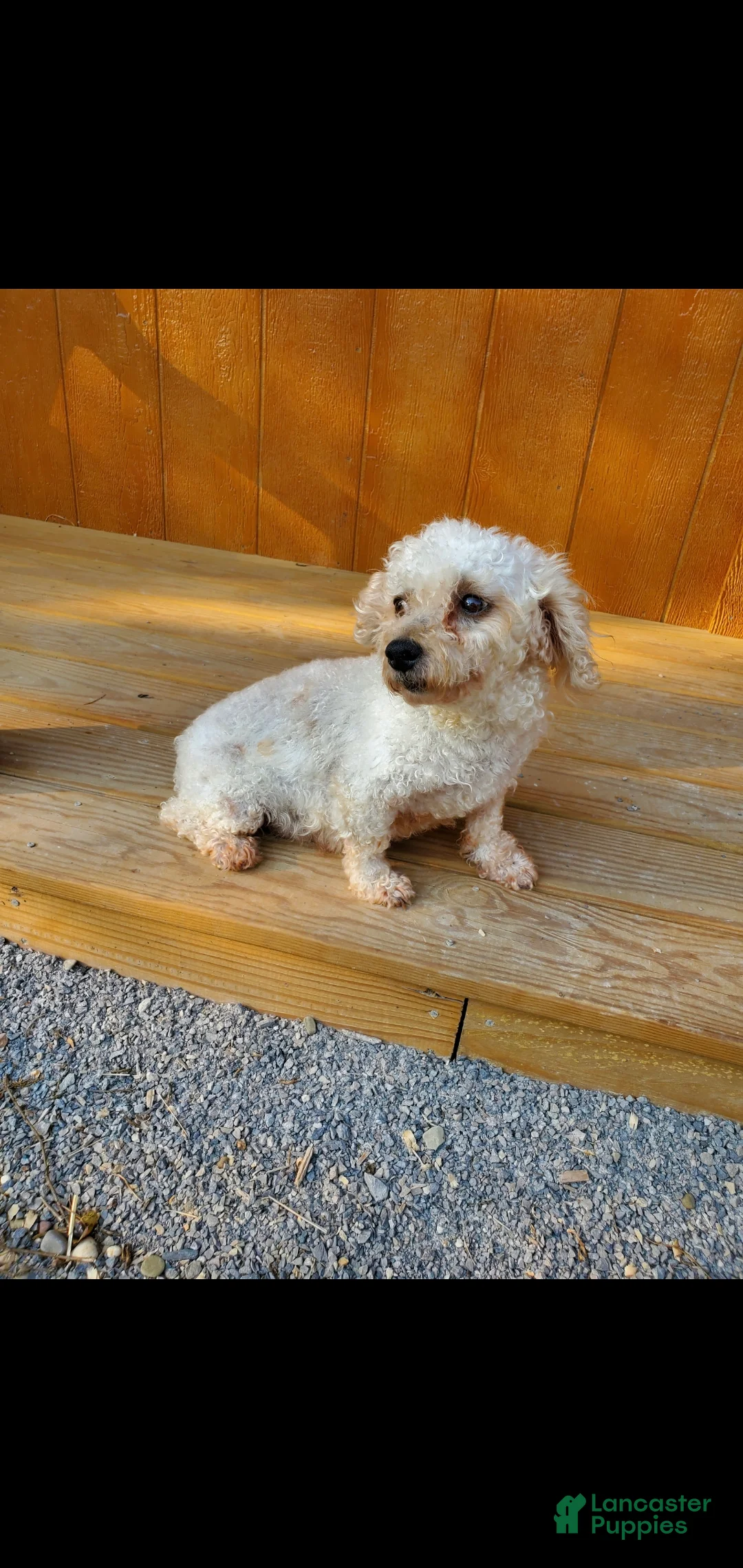 Cavapoo dogs for sale: Silas - Ad 7