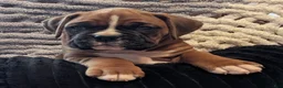 Boxer dogs for sale: Wrangler  - Ad 4