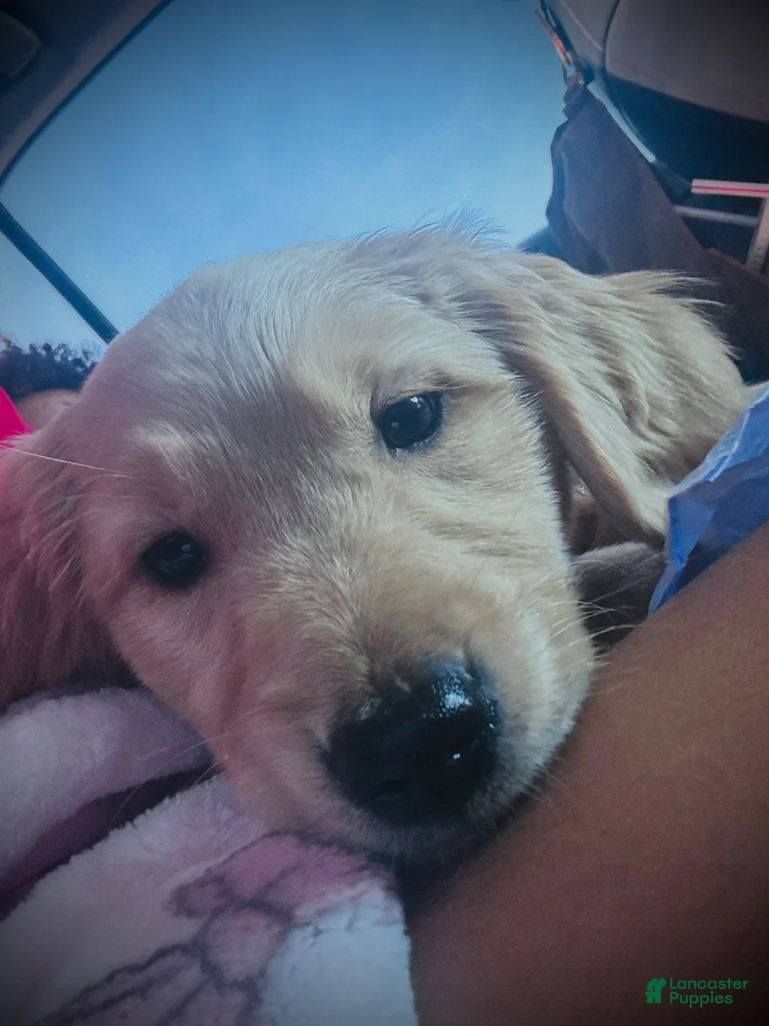 Golden Retriever dogs for sale: Mila - Ad 3