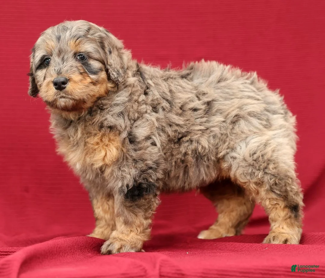 Mini Bernedoodle dogs for sale: Ace - Ad 2