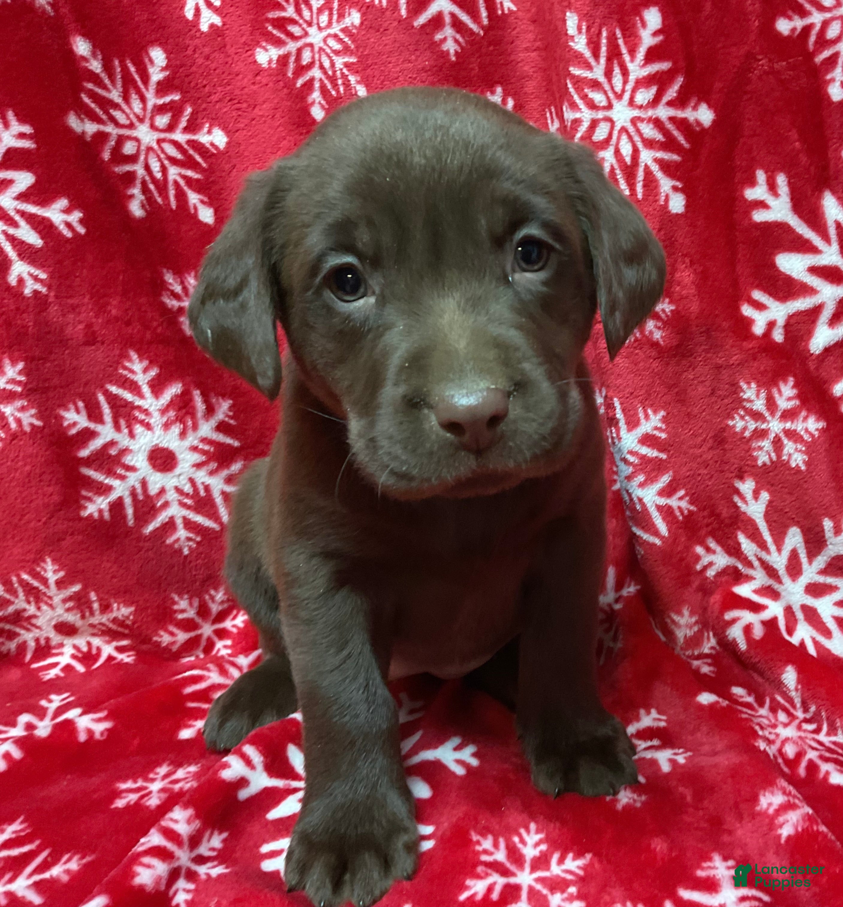 Labrador Retriever dogs Chocolate  - Ad 32