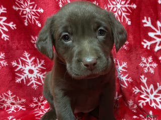 Labrador Retriever dogs Chocolate - Ad 24