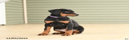 Doberman Pinscher dogs for sale: Harper - Ad 4