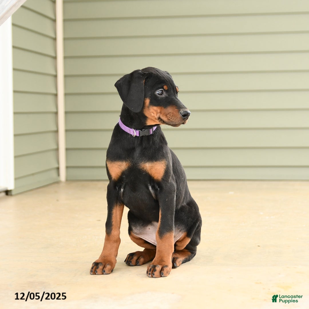 Doberman Pinscher dogs for sale: Harper - Ad 4