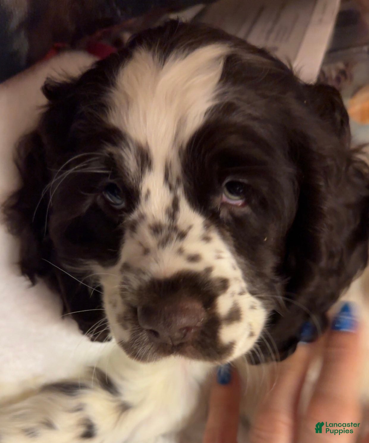 Cocker Spaniel dogs Cocker Spaniel Puppy 4 - Ad 11