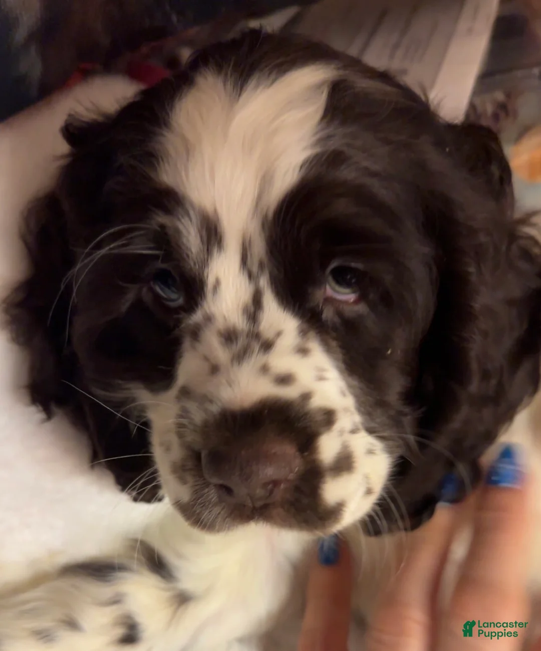 Cocker Spaniel dogs for sale: Cocker Spaniel Puppy 4 - Ad 1