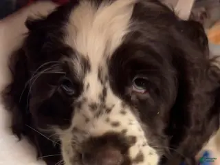 Cocker Spaniel dogs Cocker Spaniel Puppy 4 - Ad 11