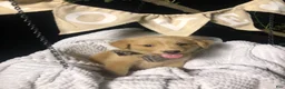 Australian Shepherd dogs for sale: Billy (Lemon Aussie) (male) - Ad 3