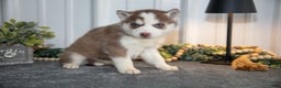 Siberian Husky dogs for sale: Tally - Ad 3