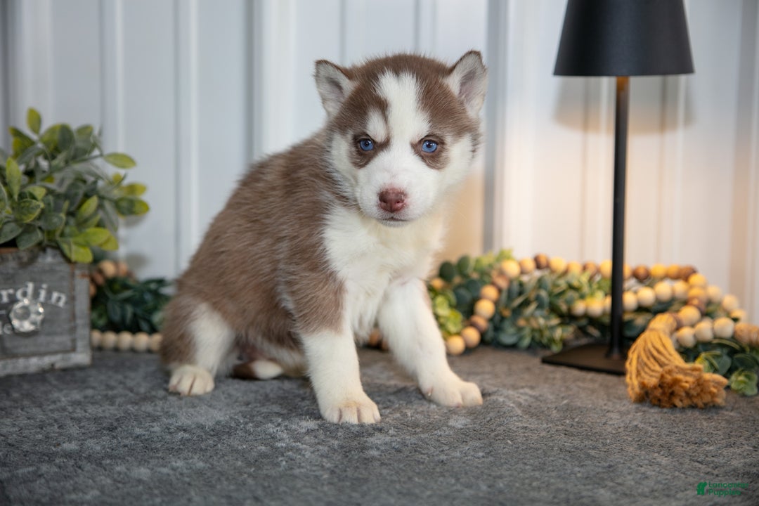 Siberian Husky dogs for sale: Tally - Ad 3